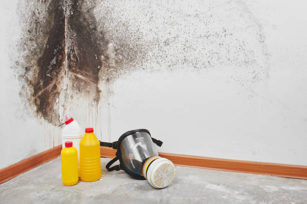 Best Health and Safety Mold Remediation in Pine Bluff, AR