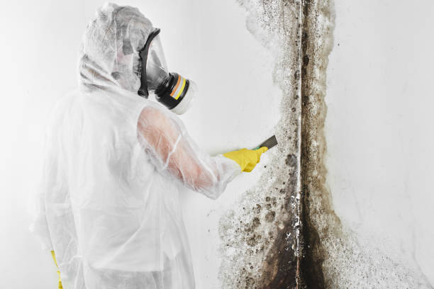 Best Industrial Mold Remediation in Pine Bluff, AR