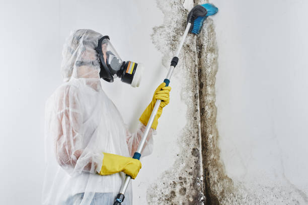 Best Preventive Mold Services in Pine Bluff, AR