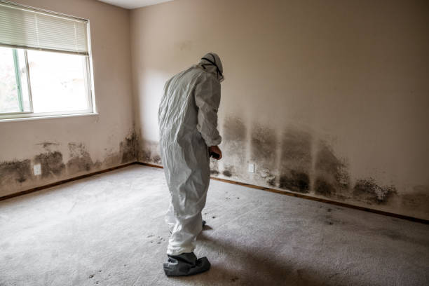 Best Emergency Mold Remediation in Pine Bluff, AR