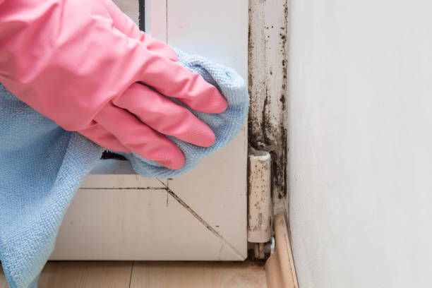 Best Kitchen Mold Remediation in Pine Bluff, AR